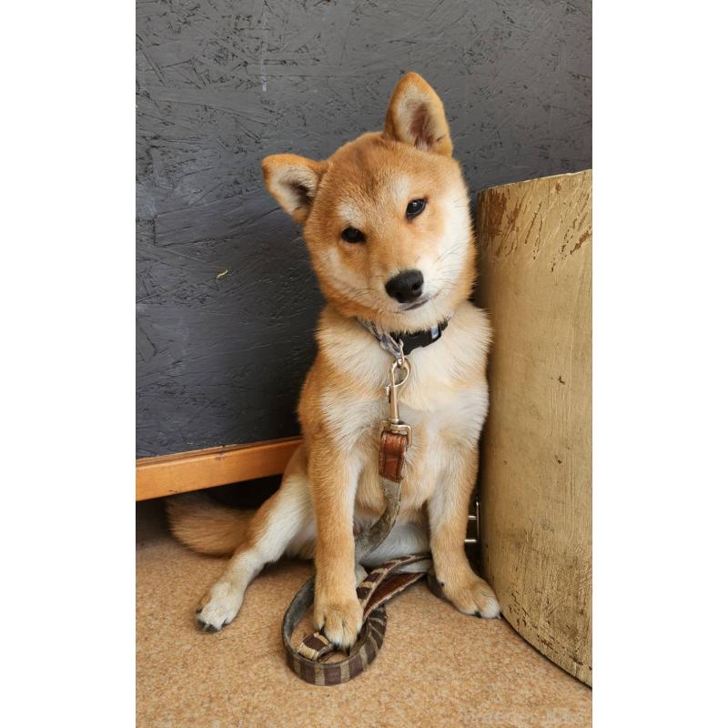 販売中の大阪府の柴犬-418863の3枚目