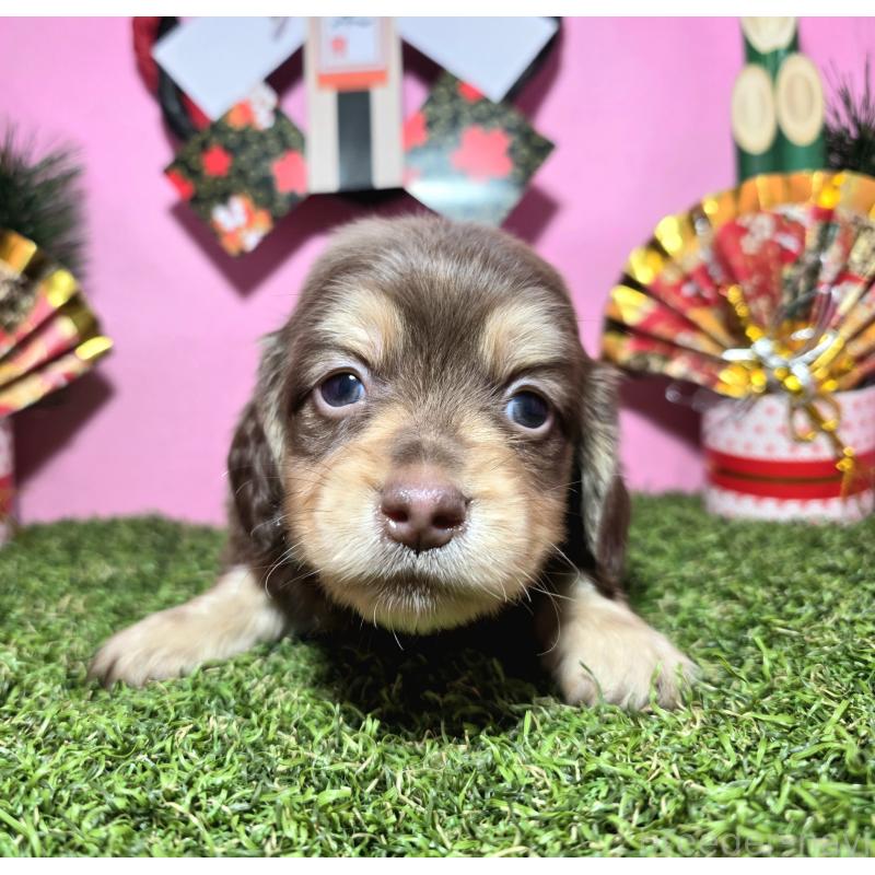 販売中の静岡県のミニチュアダックスフンド(ロングヘアード)-437699の1枚目