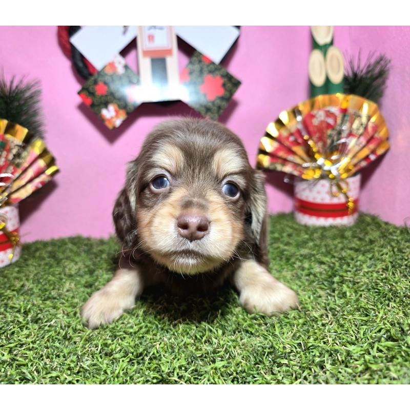 販売中の静岡県のミニチュアダックスフンド(ロングヘアード)-437699の8枚目