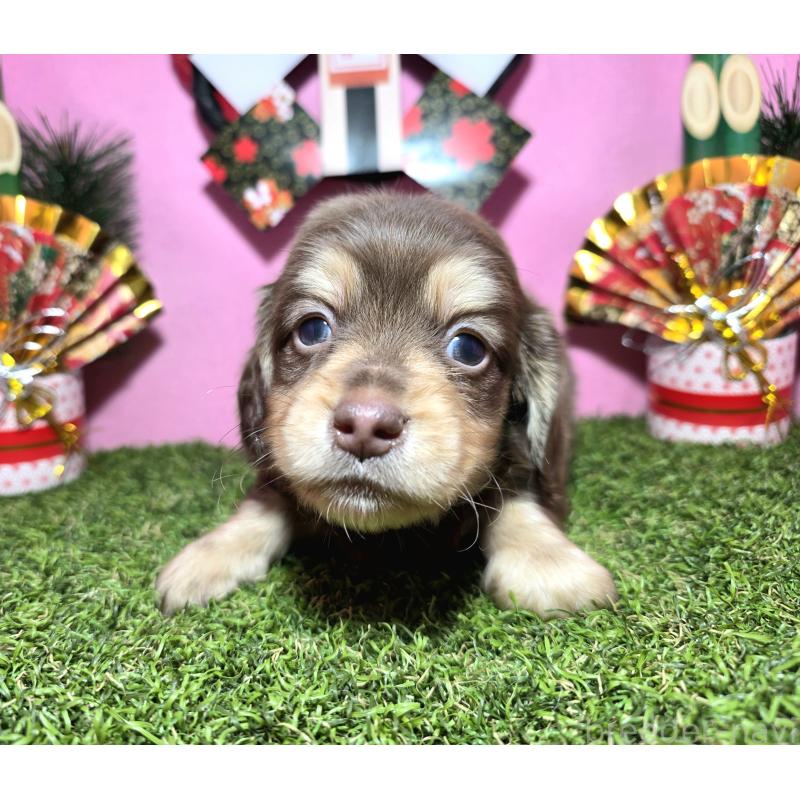 販売中の静岡県のミニチュアダックスフンド(ロングヘアード)-437699の7枚目