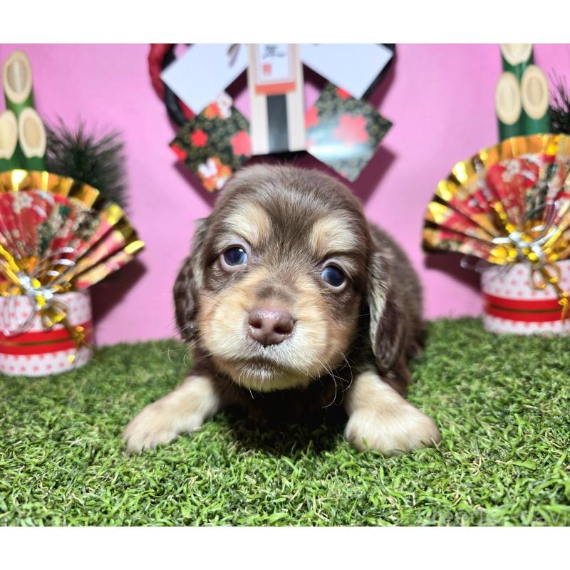 販売中の静岡県のミニチュアダックスフンド(ロングヘアード)-437699の6枚目