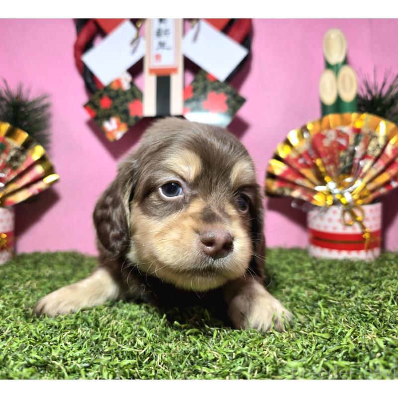 販売中の静岡県のミニチュアダックスフンド(ロングヘアード)-437699の4枚目