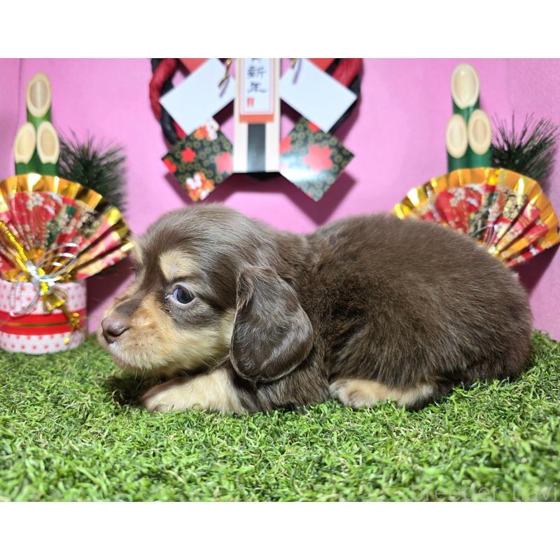 販売中の静岡県のミニチュアダックスフンド(ロングヘアード)-437699の3枚目