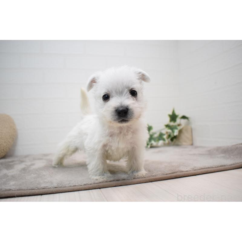 販売中の愛知県のウエストハイランドホワイトテリア(ウエスティ)-437720の15枚目