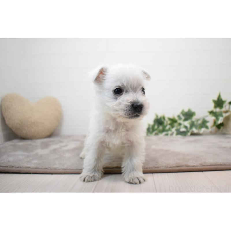 販売中の愛知県のウエストハイランドホワイトテリア(ウエスティ)-437720の13枚目