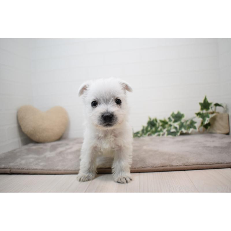 販売中の愛知県のウエストハイランドホワイトテリア(ウエスティ)-437720の12枚目