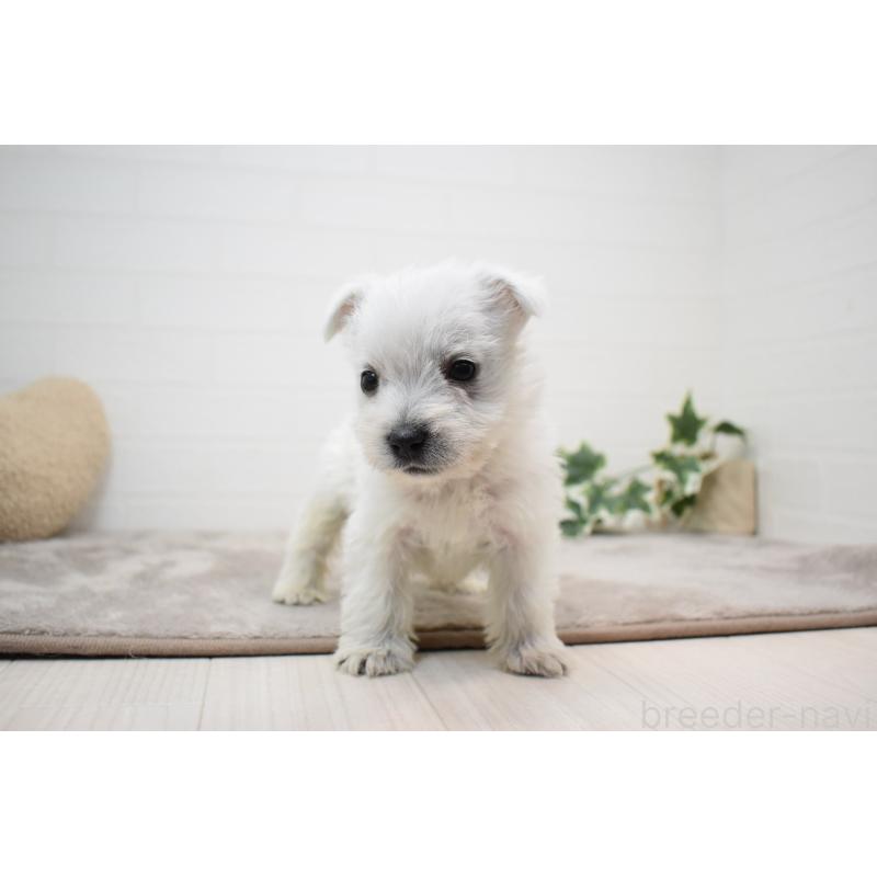 販売中の愛知県のウエストハイランドホワイトテリア(ウエスティ)-437720の11枚目
