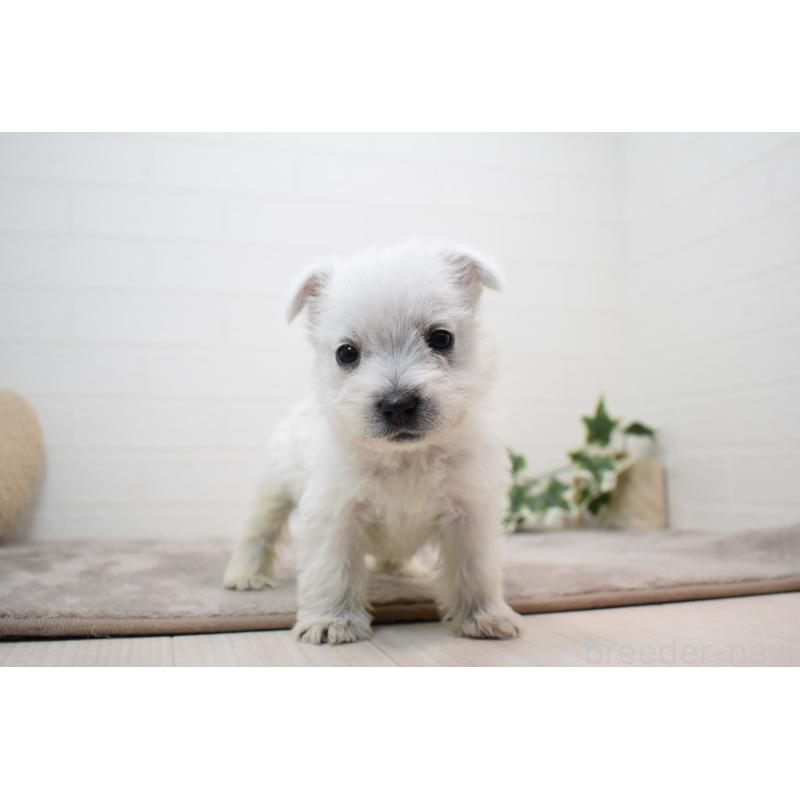 販売中の愛知県のウエストハイランドホワイトテリア(ウエスティ)-437720の10枚目