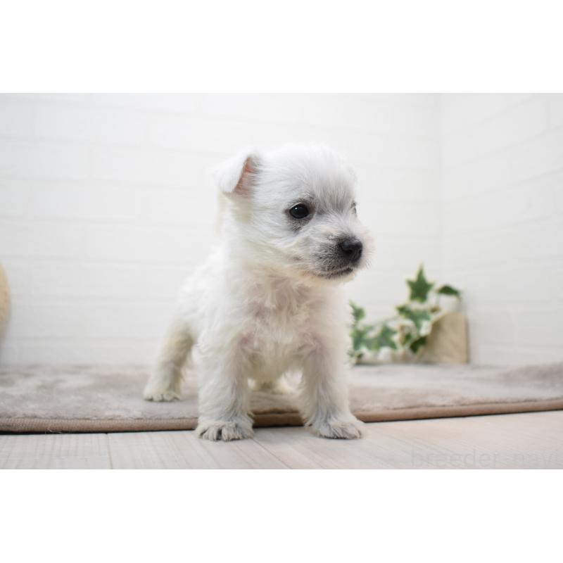 販売中の愛知県のウエストハイランドホワイトテリア(ウエスティ)-437720の9枚目