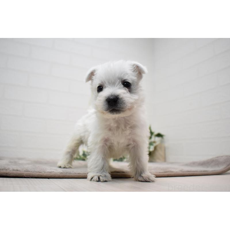 販売中の愛知県のウエストハイランドホワイトテリア(ウエスティ)-437720の8枚目