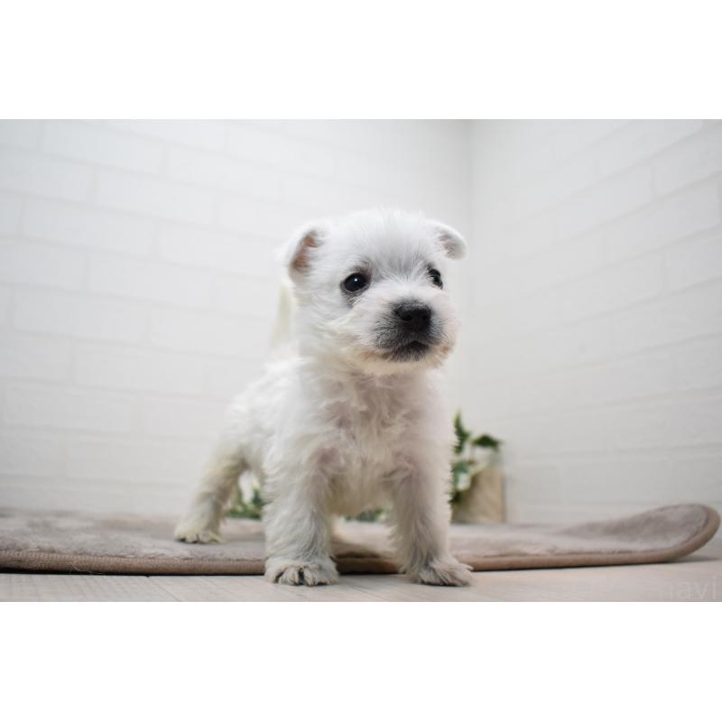 販売中の愛知県のウエストハイランドホワイトテリア(ウエスティ)-437720の7枚目