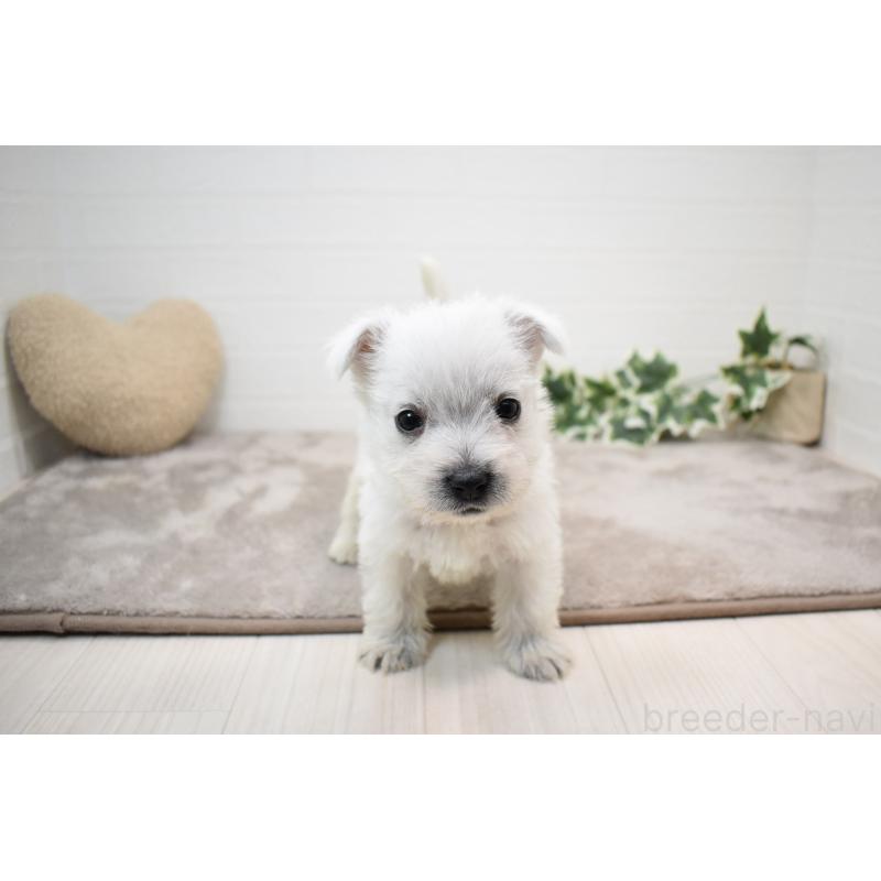 販売中の愛知県のウエストハイランドホワイトテリア(ウエスティ)-437720の6枚目