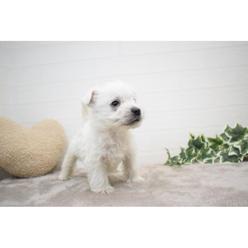 販売中の愛知県のウエストハイランドホワイトテリア(ウエスティ)-437720の5枚目