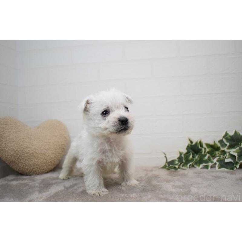 販売中の愛知県のウエストハイランドホワイトテリア(ウエスティ)-437720の4枚目
