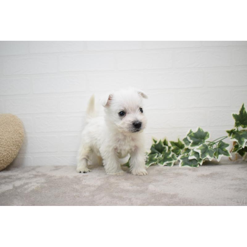 販売中の愛知県のウエストハイランドホワイトテリア(ウエスティ)-437720の3枚目