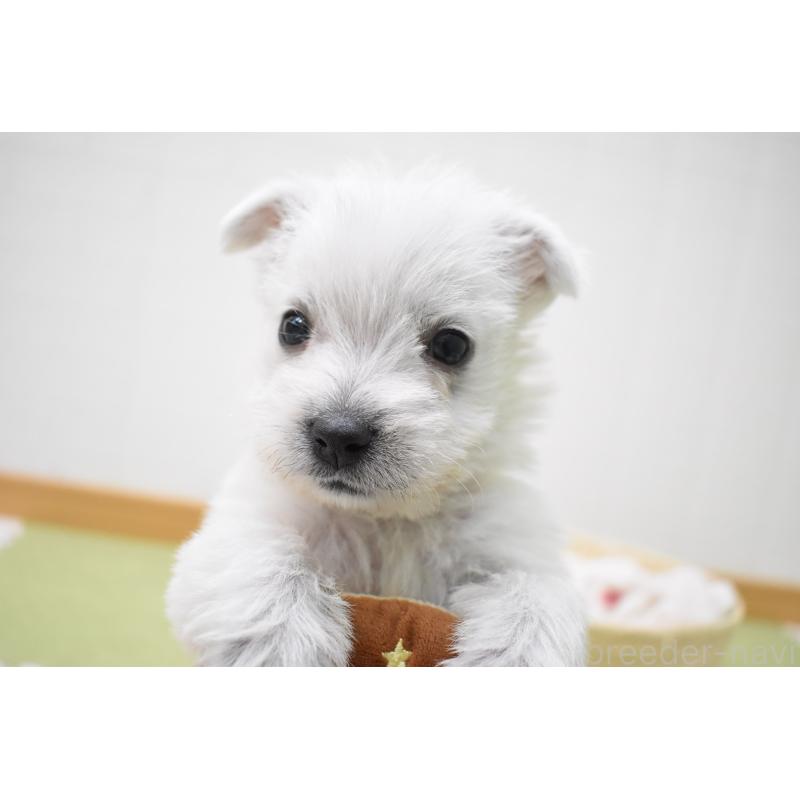 販売中の愛知県のウエストハイランドホワイトテリア(ウエスティ)-437720
