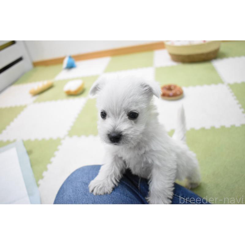 販売中の愛知県のウエストハイランドホワイトテリア(ウエスティ)-437720の2枚目