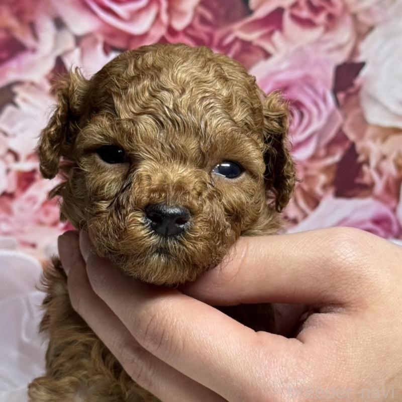 販売中の広島県のトイプードル-437702の5枚目