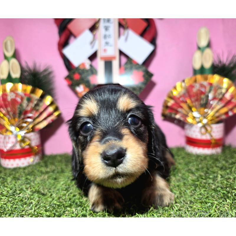 販売中の静岡県のミニチュアダックスフンド(ロングヘアード)-437703