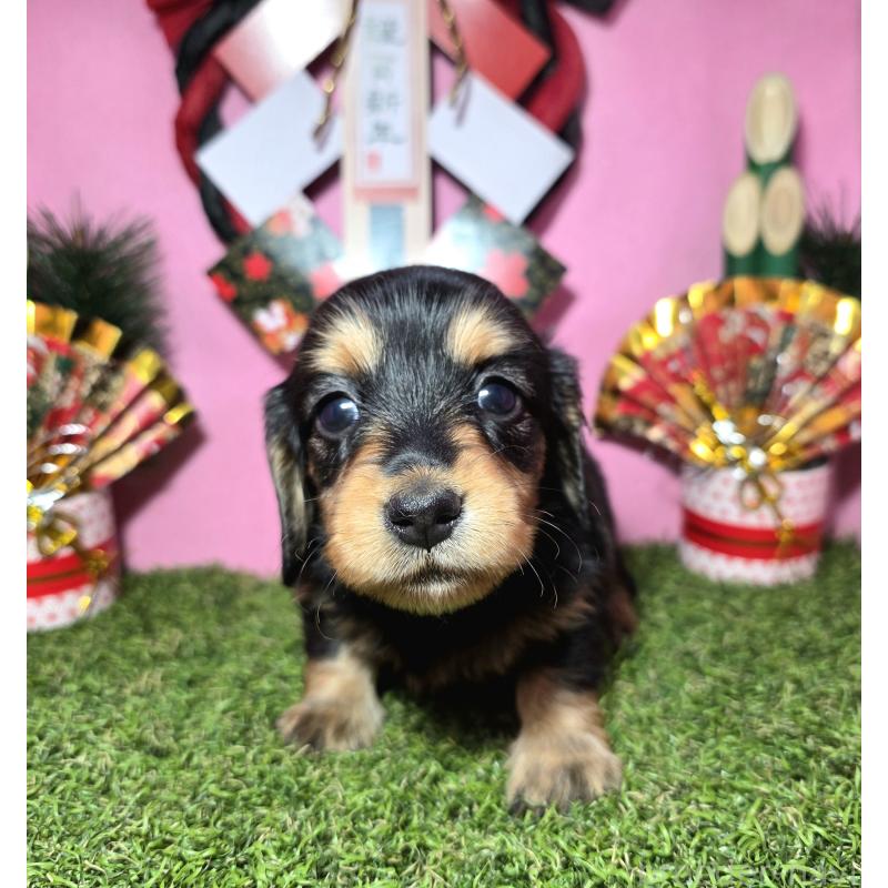 販売中の静岡県のミニチュアダックスフンド(ロングヘアード)-437703の11枚目