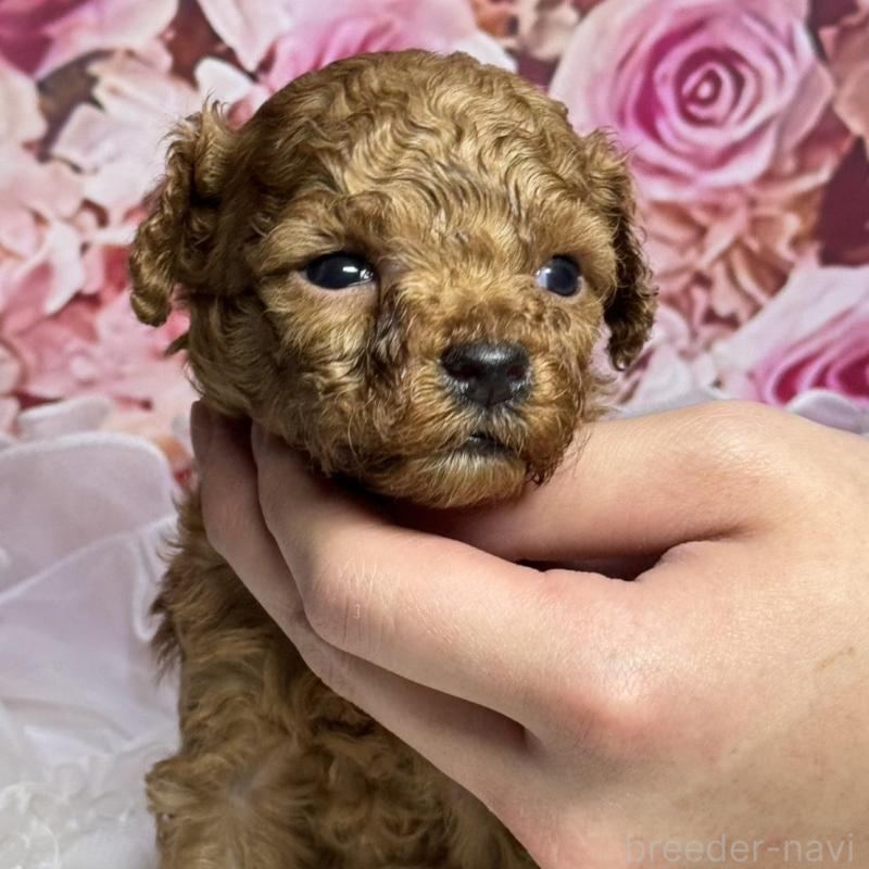 販売中の広島県のトイプードル-437702の4枚目