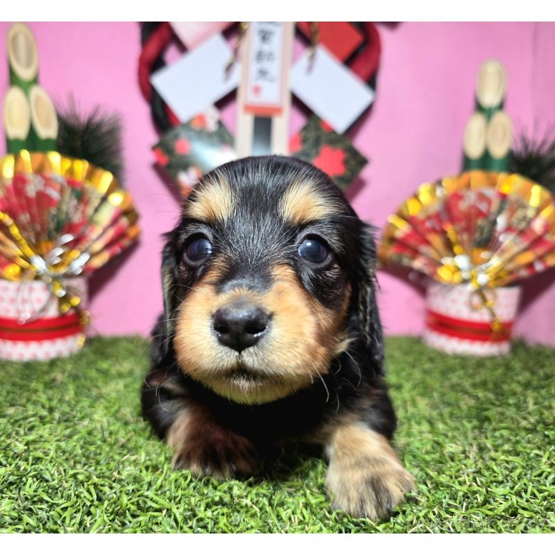 販売中の静岡県のミニチュアダックスフンド(ロングヘアード)-437703の10枚目