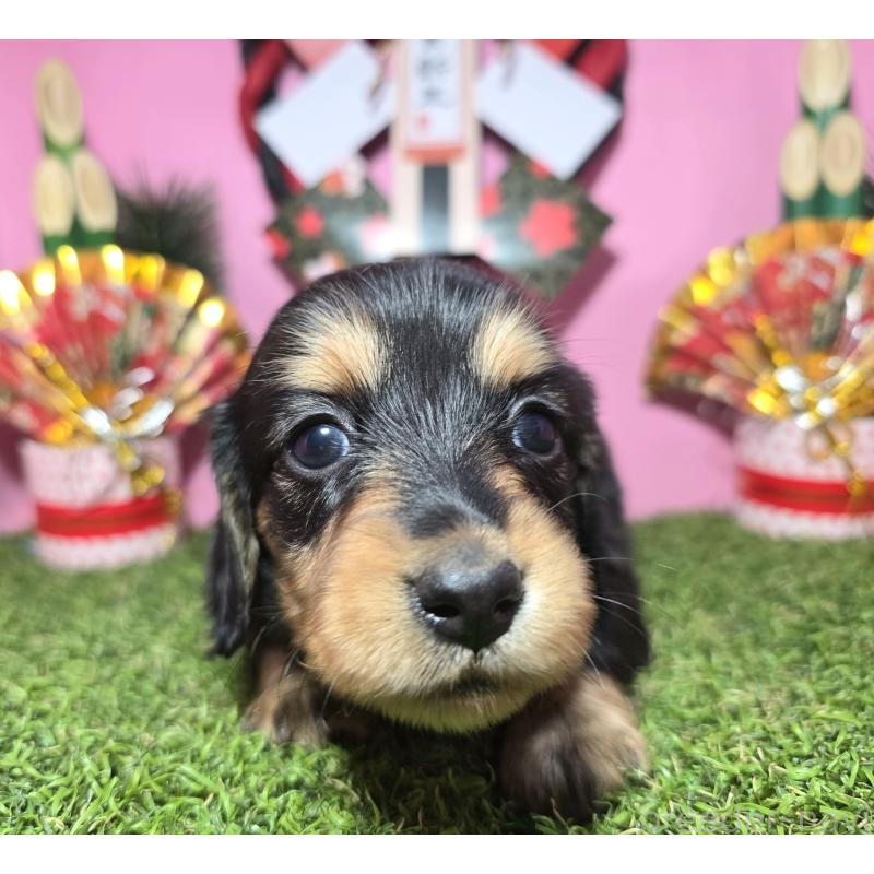 販売中の静岡県のミニチュアダックスフンド(ロングヘアード)-437703の9枚目