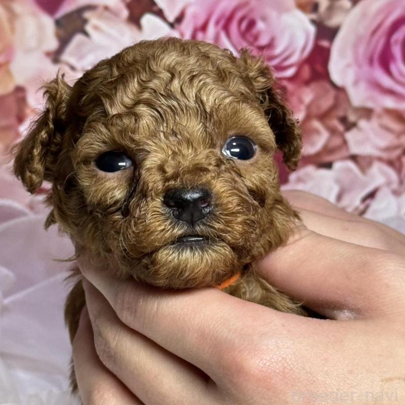 販売中の広島県のトイプードル-437702の3枚目