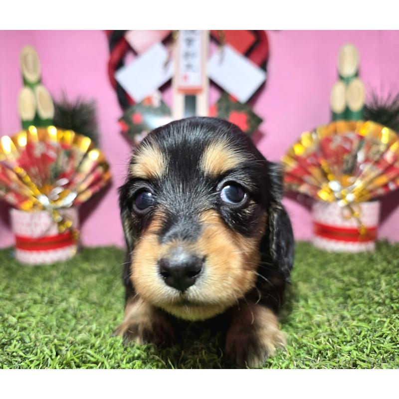 販売中の静岡県のミニチュアダックスフンド(ロングヘアード)-437703の8枚目