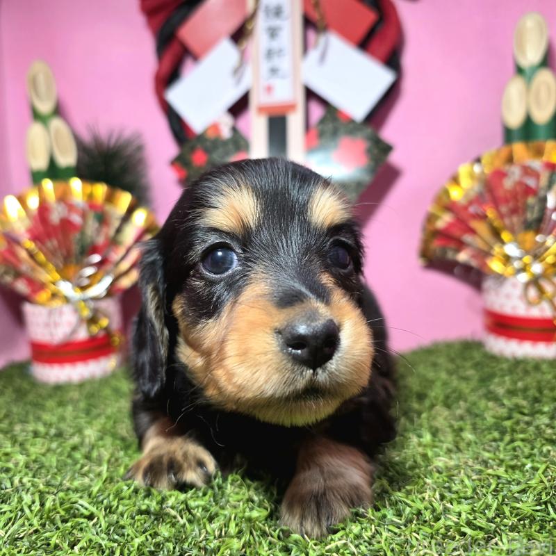 販売中の静岡県のミニチュアダックスフンド(ロングヘアード)-437703の7枚目