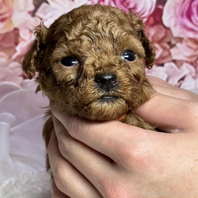 販売中の広島県のトイプードル-437702の2枚目