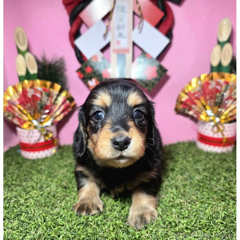 販売中の静岡県のミニチュアダックスフンド(ロングヘアード)-437703の6枚目