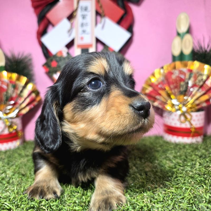 販売中の静岡県のミニチュアダックスフンド(ロングヘアード)-437703の5枚目