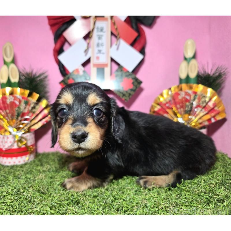 販売中の静岡県のミニチュアダックスフンド(ロングヘアード)-437703の3枚目