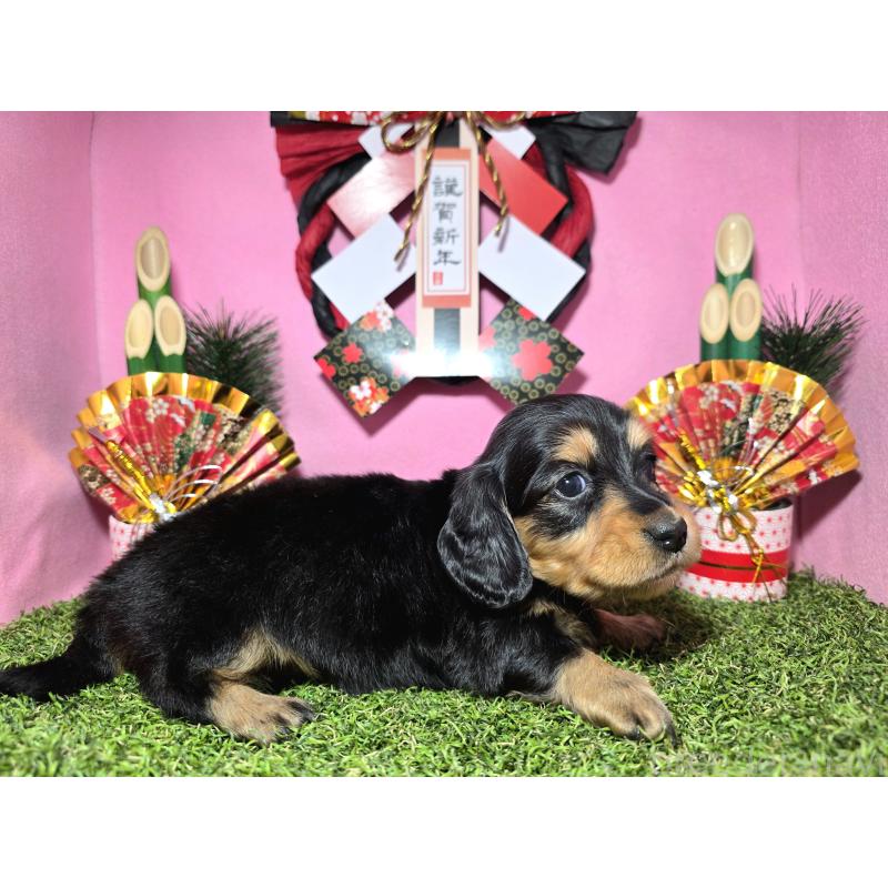 販売中の静岡県のミニチュアダックスフンド(ロングヘアード)-437703の2枚目