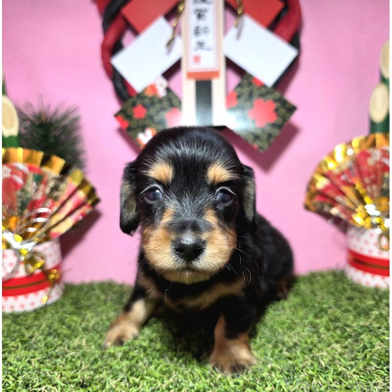 販売中の静岡県のミニチュアダックスフンド(ロングヘアード)-437704