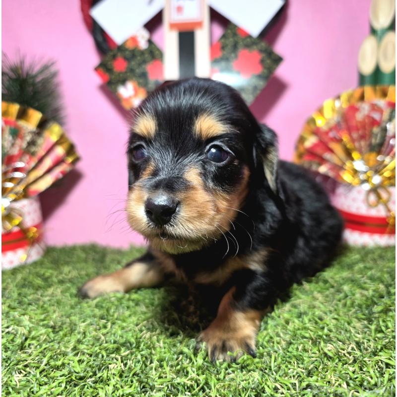 販売中の静岡県のミニチュアダックスフンド(ロングヘアード)-437704の9枚目