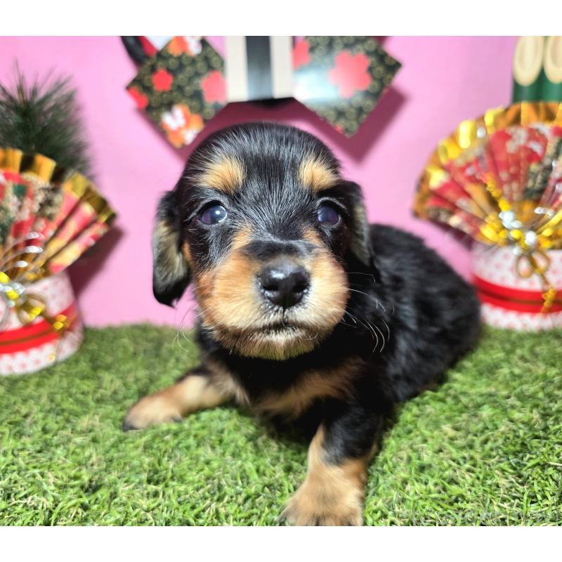 販売中の静岡県のミニチュアダックスフンド(ロングヘアード)-437704の7枚目