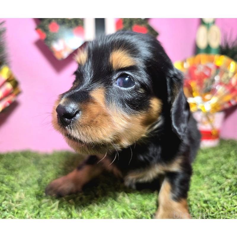販売中の静岡県のミニチュアダックスフンド(ロングヘアード)-437704の6枚目