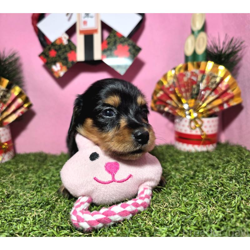 販売中の静岡県のミニチュアダックスフンド(ロングヘアード)-437704の5枚目