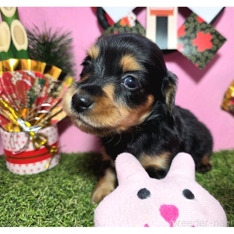 販売中の静岡県のミニチュアダックスフンド(ロングヘアード)-437704の4枚目