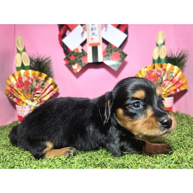 販売中の静岡県のミニチュアダックスフンド(ロングヘアード)-437704の2枚目