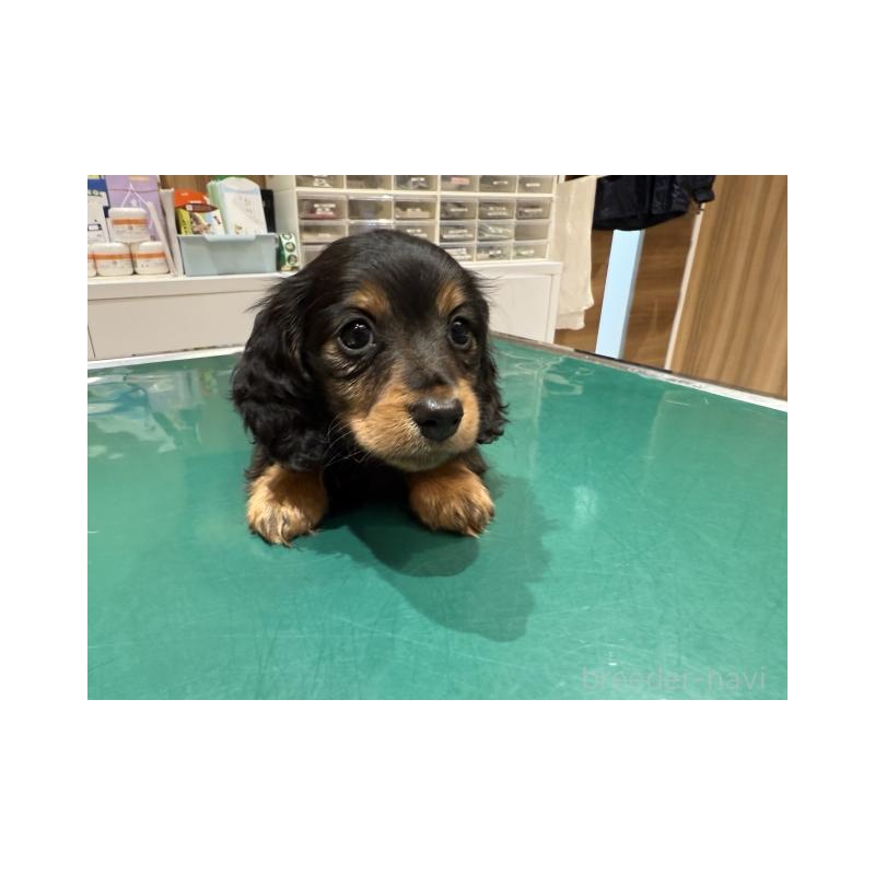 販売中の千葉県のカニンヘンダックスフンド(ロングヘアード)-437705