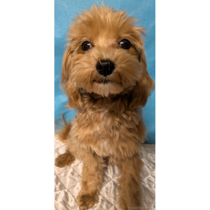 販売中の埼玉県のマルプー:マルチーズ×トイプードル-437706の4枚目