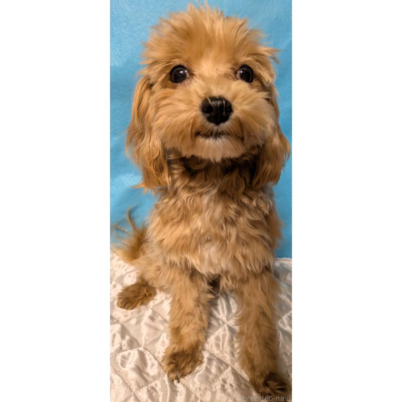 販売中の埼玉県のマルプー:マルチーズ×トイプードル-437706の3枚目