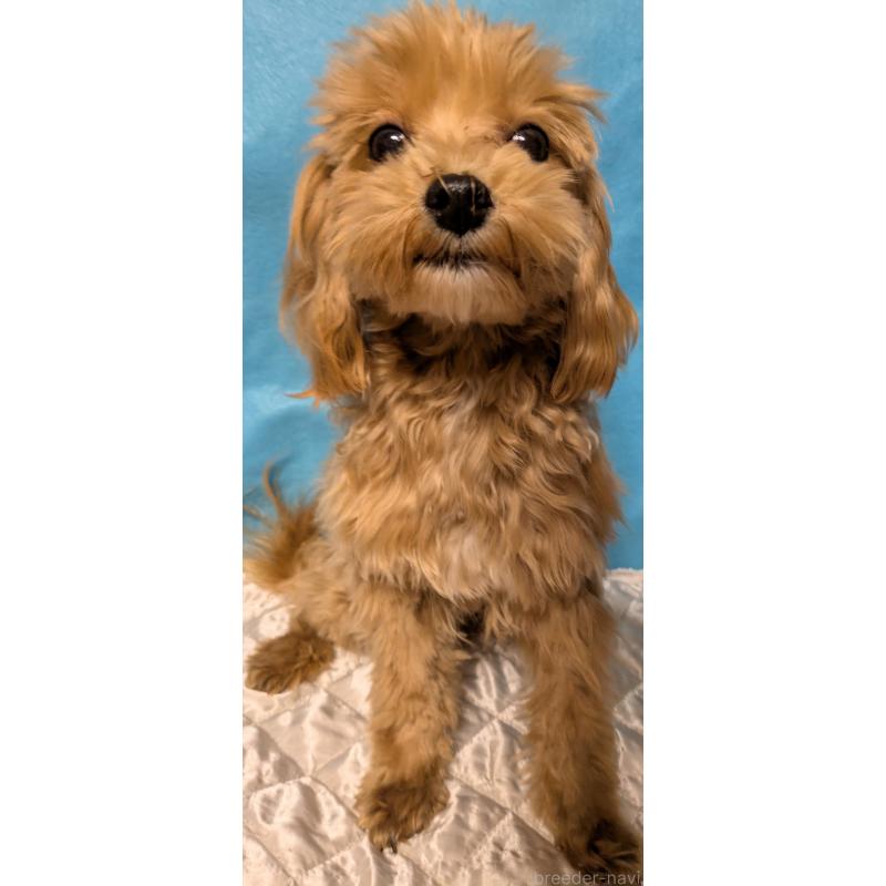 販売中の埼玉県のマルプー:マルチーズ×トイプードル-437706の2枚目