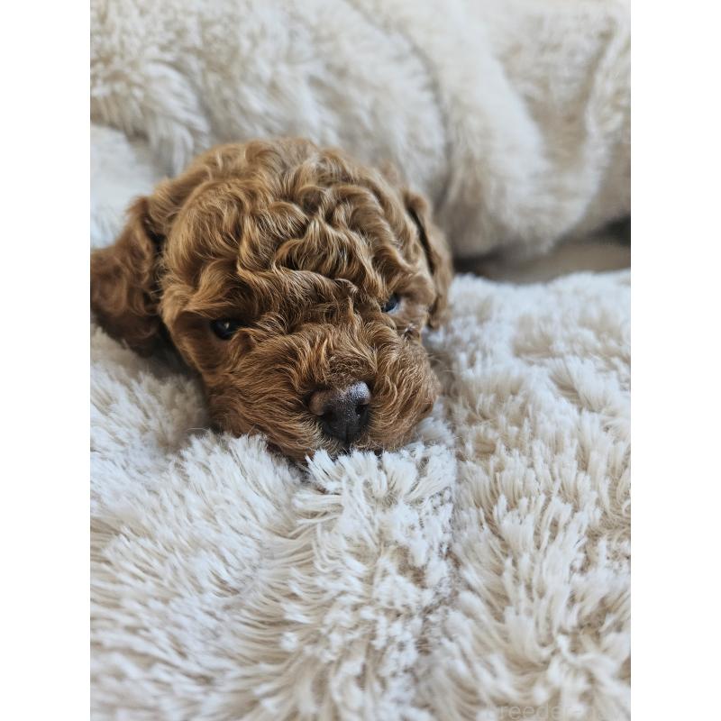 販売中の熊本県のタイニープードル-437708