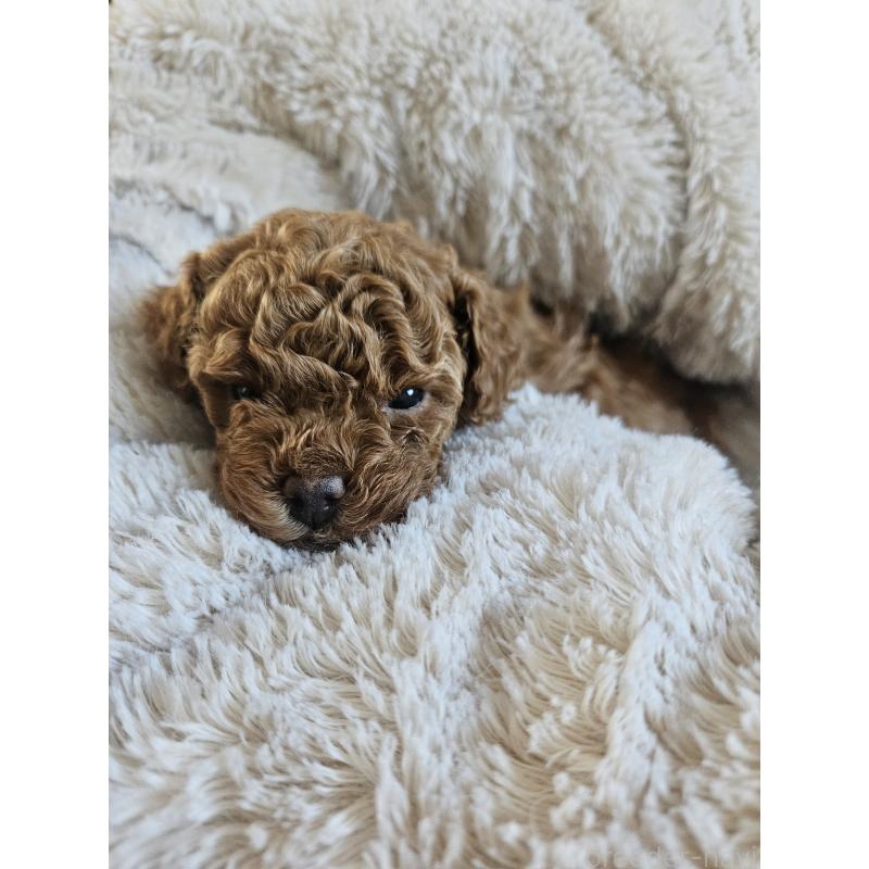 販売中の熊本県のタイニープードル-437708の4枚目