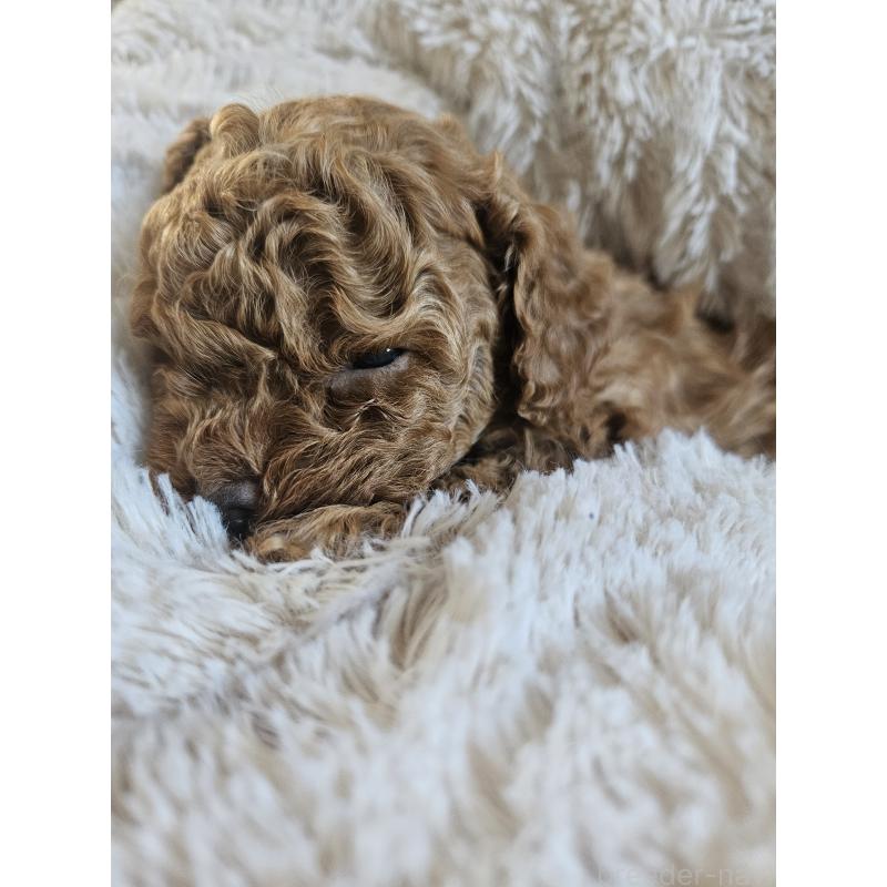 販売中の熊本県のタイニープードル-437708の3枚目