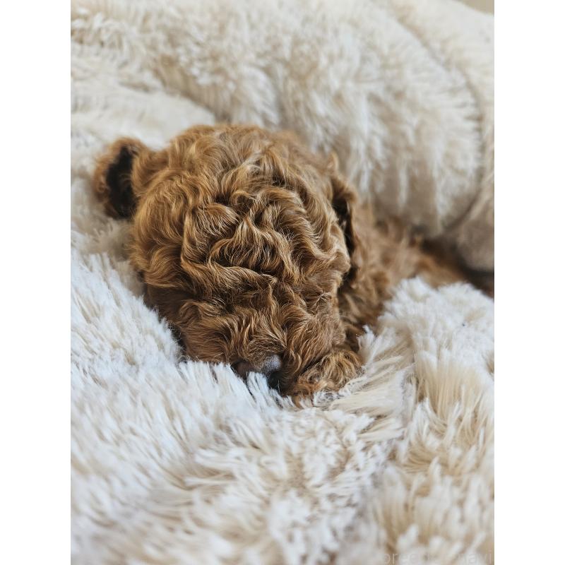 販売中の熊本県のタイニープードル-437708の2枚目